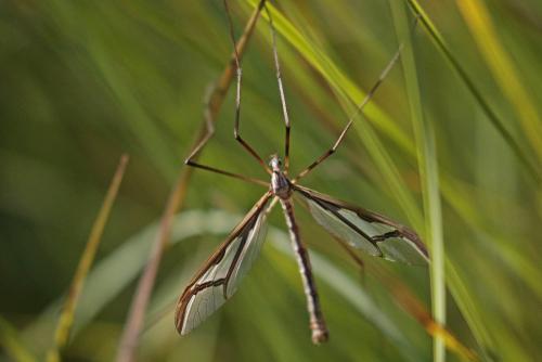 Pedicia rivosa